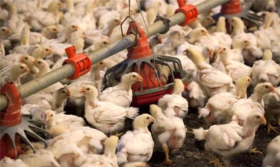 تولید 120 هزار تن گوشت مرغ در خراسان رضوی از ابتدای سال