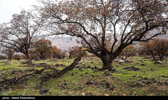 نابودی درختان زاگرس در سایه بی‌توجهی محیط زیست + فیلم