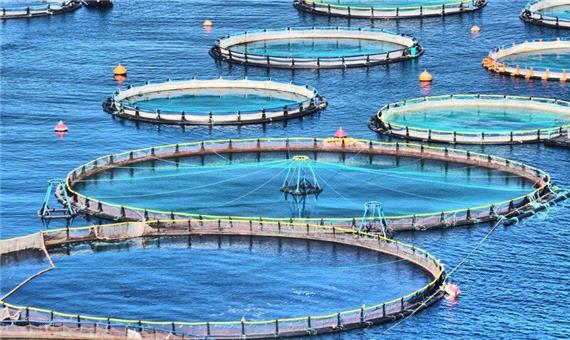 طرح پرورش ماهی در قفس در سد رازوجرگلان خراسان شمالی اجرایی می‌شود