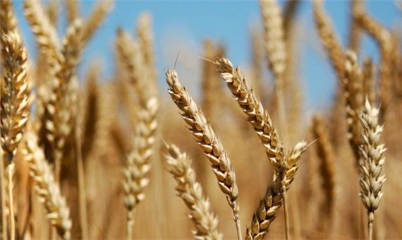 65 درصد اراضی گندم آبی و 43 درصد گندم دیم خراسان شمالی زیر کشت پاییزه رفت