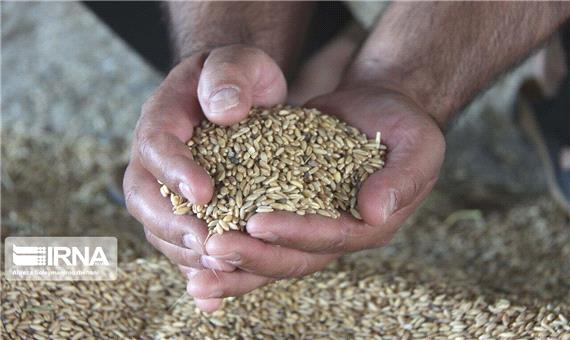 توزیع بذر اصلاح شده غلات در شیروان 7 برابر افزایش یافت