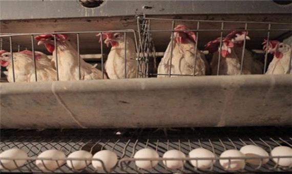 چراغ تنها واحد مرغ تخم‌گذار شیروان خاموش شد/ صنعت مرغ در چنگال نبود نهاده دامی دولتی