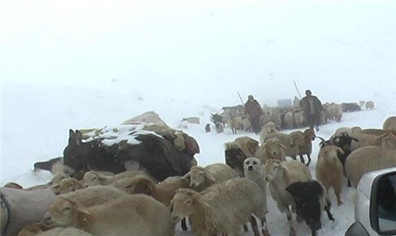 سرما هزینه خانوارهای عشایری خراسان شمالی را بالا برد