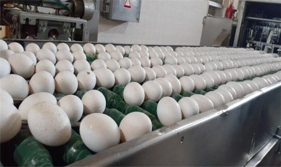 میزان تولید تخم مرغ نسبت به سال قبل 18 درصد افزایش داشته است