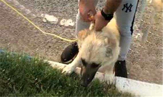 تصاویری جالب از سگی که به کمک یک شهروند مشهدی نجات پیدا کرد/ ویدئو