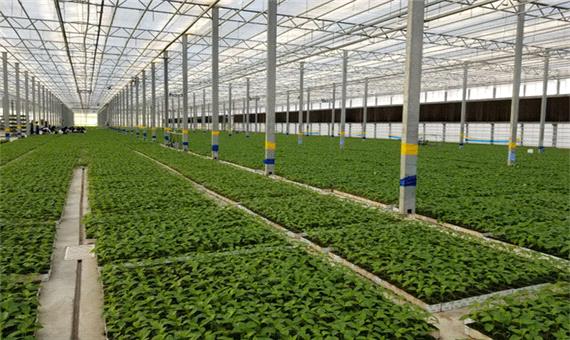 تولید سالیانه 700 هزار تن محصول در گلخانه‌های خراسان رضوی