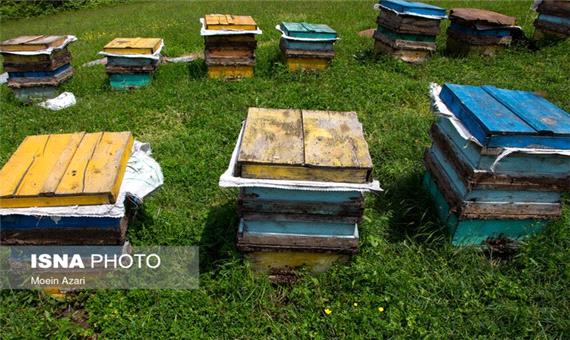 برداشت 8 تن عسل در بخش رخ شهرستان تربت‌حیدریه