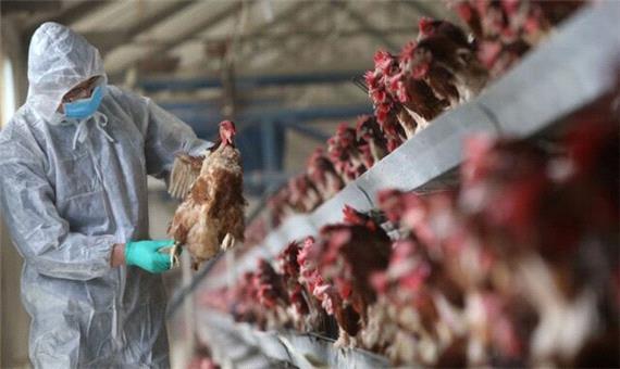 جذب اعتبارات برای واحدهای خسارت دیده از آنفلوآنزای پرندگان در خراسان جنوبی