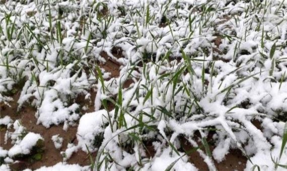 هشدار جهاد کشاورزی خراسان رضوی نسبت به احتمال سرمازدگی محصولات