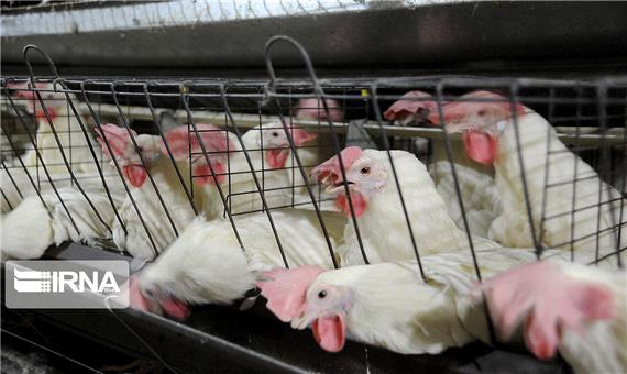 2 واحد متخلف تولید مرغ گوشتی در خراسان جنوبی شناسایی شد