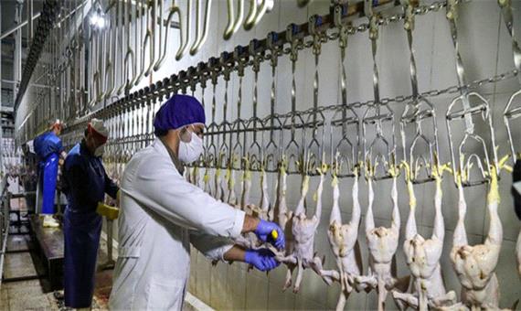 جای خالی مرغ در 3 کشتارگاه خراسان رضوی/ شغل 3000 نفر در استان در خطر تعطیلی است