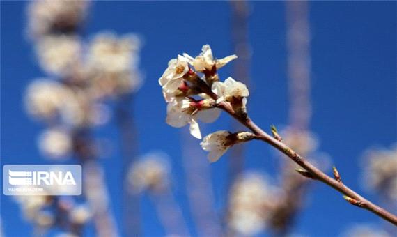 شکوفه زدن زودهنگام درختان در بجنورد/تصاویر