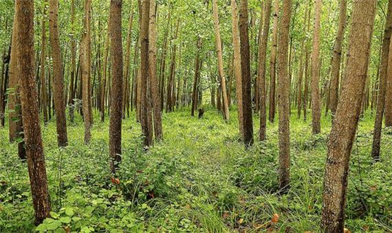طرح تنفس 10 ساله جنگل‌های هیرکانی فرصتی برای توسعه صنعت زراعت چوب