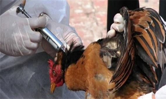 اعلام مهار آنفولانزای فوق‌حاد پرندگان در خراسان‌جنوبی