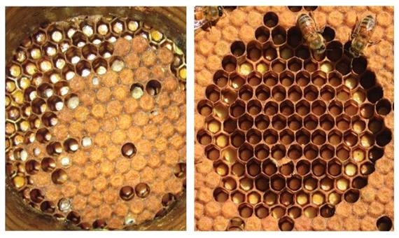 تولید بیش از 1000 تن عسل در مشهد