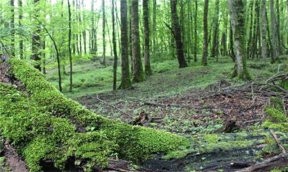 تخریب سالانه 12 هزار هکتار اراضی جنگلی در کشور