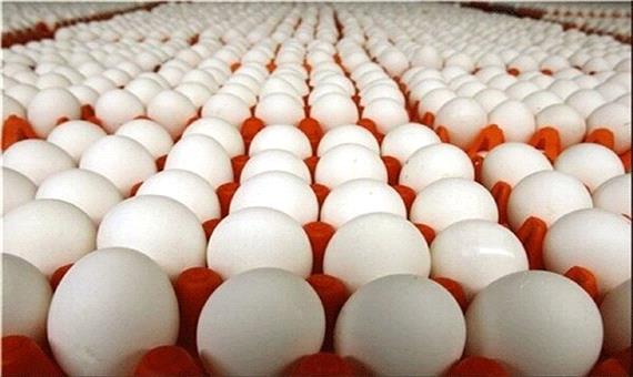 خرید حمایتی تخم مرغ برای جلوگیری از افت تولید ضروری است