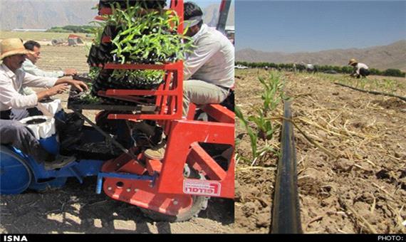 آغاز کاشت نشایی در مزارع جالیز شهرستان تایباد