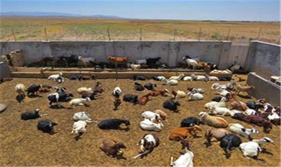 خسارت خشکسالی به 80 درصد مراتع عشایر خراسان جنوبی