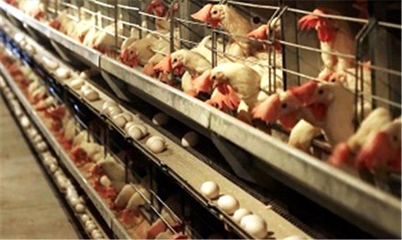 صادرات تخم مرغ آغاز شد