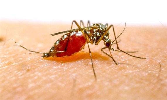 بیماری مالاریا مؤلفه‌ای برای بیان درجه توسعه یافتگی جوامع