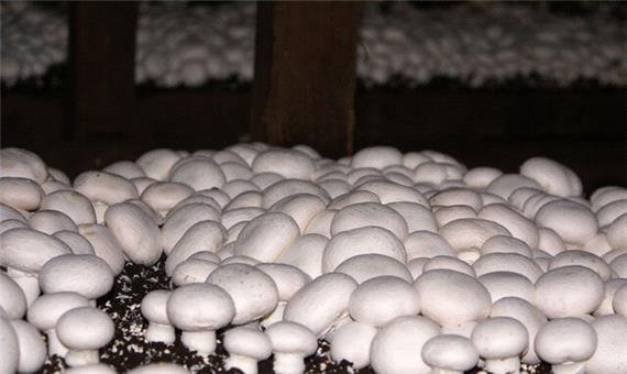 توسعه واحدهای تولید قارچ خوراکی در خراسان رضوی