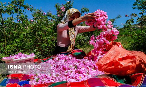 افزایش 300 تنی برداشت گل محمدی در خراسان رضوی
