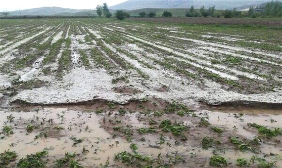 بارش شدید باران و تگرگ به بخش کشاورزی خراسان شمالی خسارت وارد کرد