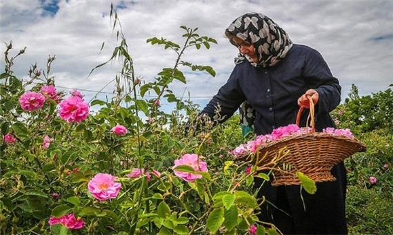 برداشت 42 تنی گل محمدی از باغات تویسرکان/ به بار نشتن450 تن گل محمدی در باغات استان همدان
