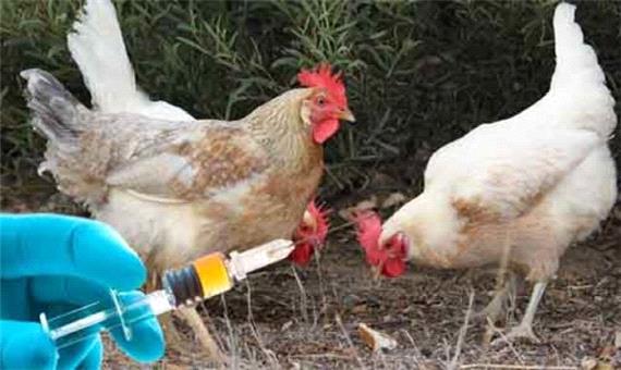 واکسیناسیون بیش از 17 میلیون مرغ گوشتی در خراسان جنوبی