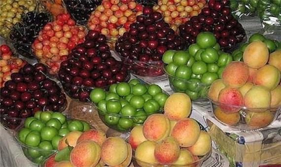 نوبرانه‌های تابستانه به ایستگاه برداشت رسیدند/ پیش بینی برداشت 220 تن میوه هسته دار در شهرستان بیرجند