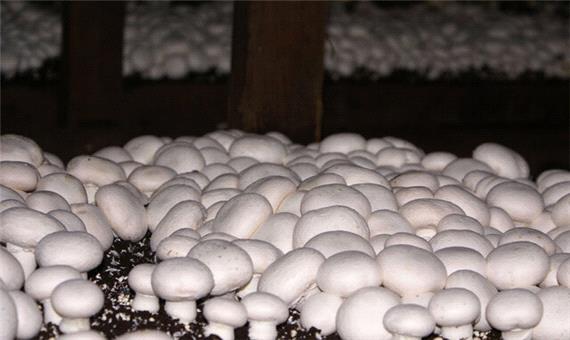 کاهش تولید قارچ خوراکی در خراسان رضوی
