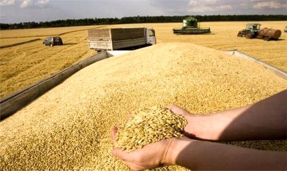 خرید 800 تن گندم از کشاورزان خراسان شمالی