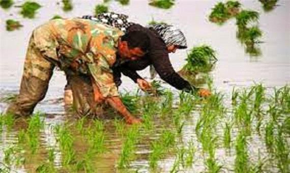 کاهش 2400 هکتاری سطح مزارع برنج در خراسان شمالی
