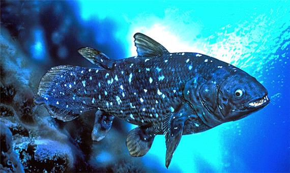 زیست شناسی عجیب یک ماهی با عمر یک قرن!