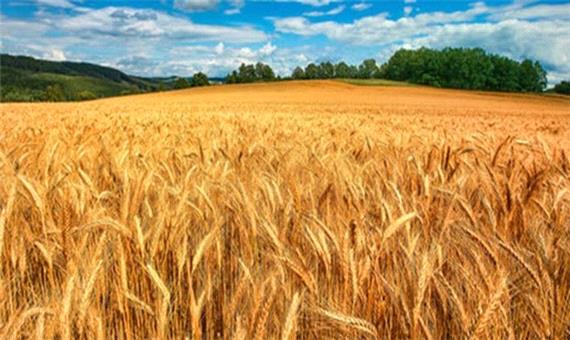 کاهش میزان خرید گندم در خراسان شمالی