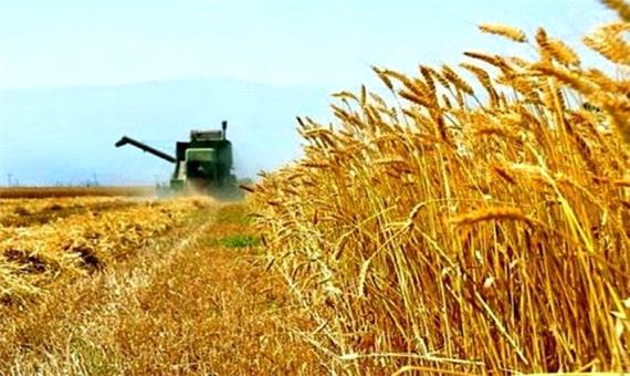 خریداری بیش از 2 تن گندم از کشاورزان خراسان جنوبی