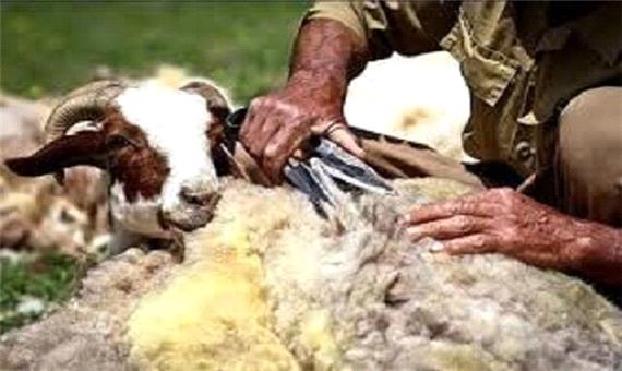 تولید کود بیولوژیک از پشم گوسفند/ تهیه لحاف و تشک تنها استفاده ای که از پشم در ایران می شود