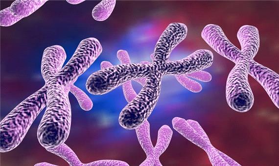 کروموزوم چیست؛ هر آنچه باید درباره کروموزوم‌ ها بدانیم