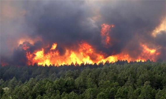 آتش غفلت بلای جان جنگل‌ها