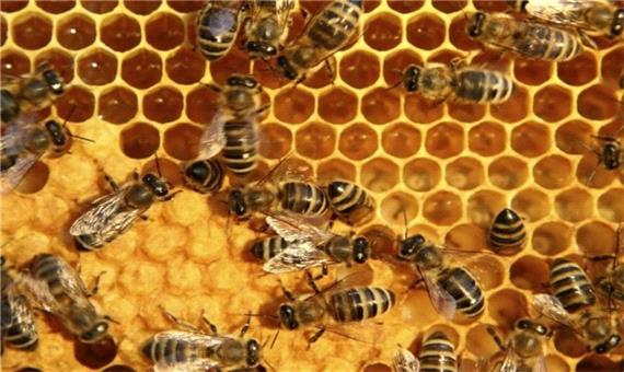 مشهد دارای ظرفیت تولید بیش از هزار تن عسل در سال