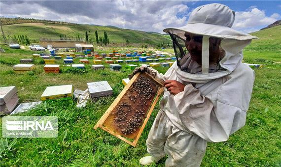 15 تن عسل در تایباد خراسان رضوی تولید می‌شود