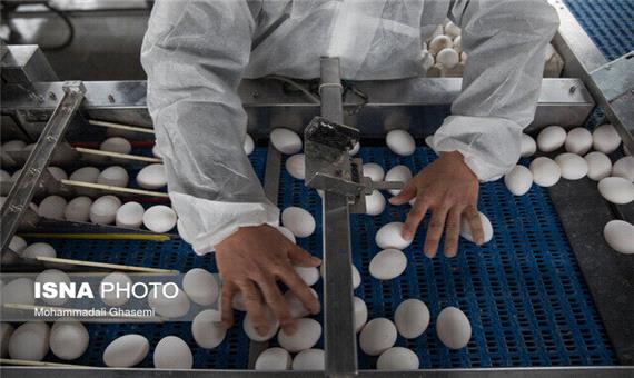 تولید تخم‌مرغ دیگر برای مرغدار صرفه اقتصادی ندارد