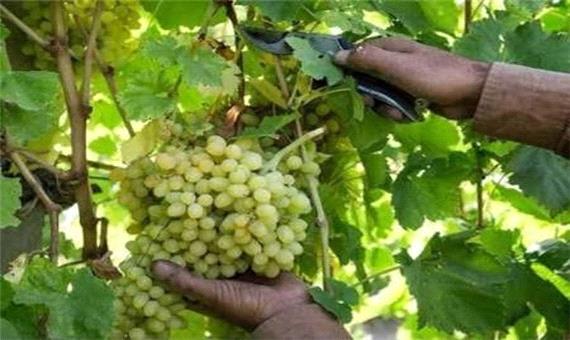 شیرین شدن کام کشاورزان با برداشت بیش از 2 هزار تن انگور در خوسف