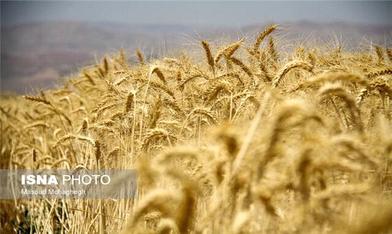کاهش 65 درصدی تولید گندم در شهرستان چناران
