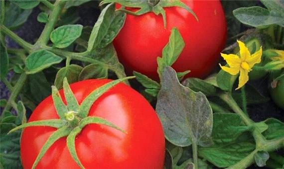 تشریح علل گرانی گوجه فرنگی در بازار خراسان شمالی
