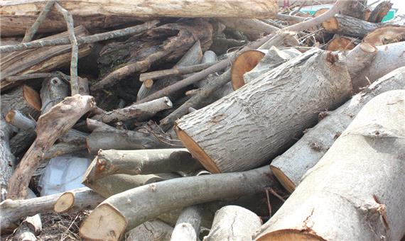 هزار و 560 متر مکعب چوب در خراسان شمالی تولید شد