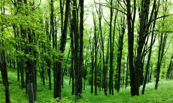 حفاظت از جنگل‌های مازندران با کمک نیروهای بسیج