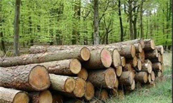 اجرای طرح توسعه زراعت چوب در سمنان