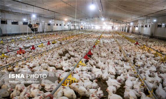 احتمال افزایش 10 درصدی قیمت مرغ طی 2 ماه آینده